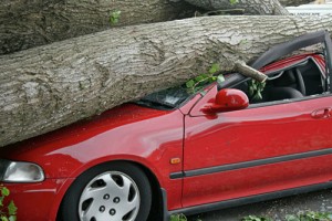 auto accident - tree fallen on car